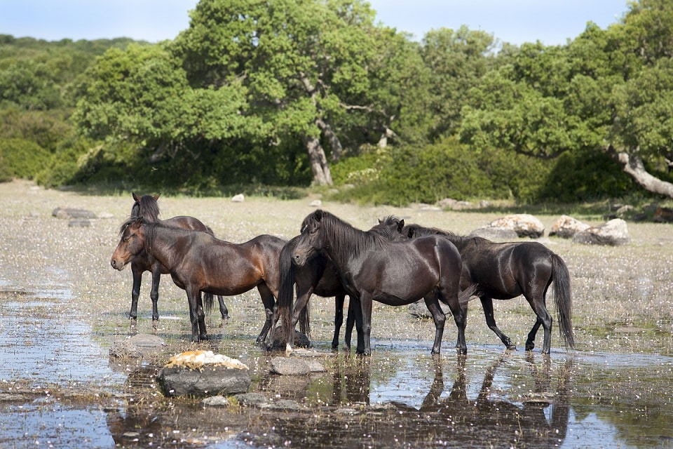 Eine Gruppe kleiner Giara-Pferde, die einzigen Wildpferde in Europa